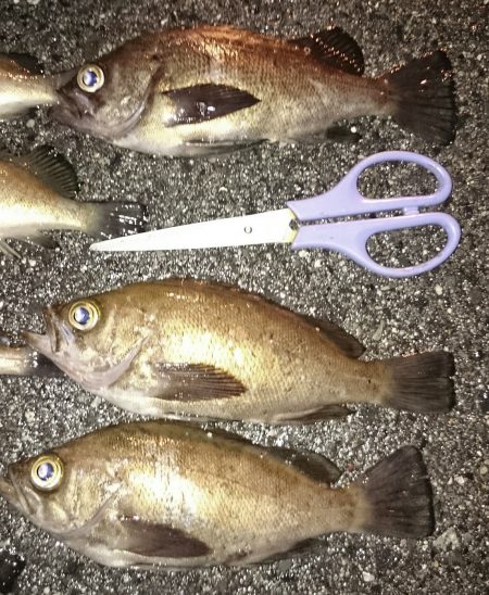 助松埠頭　小雨 降るなか 頑張りました