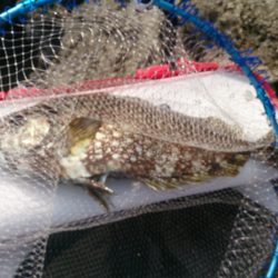 今シーズンの寒グレラスト釣行です。