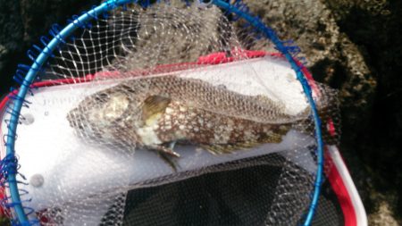 今シーズンの寒グレラスト釣行です。