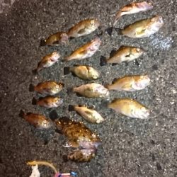 助松埠頭でのメバリングハ暖かい夜でした