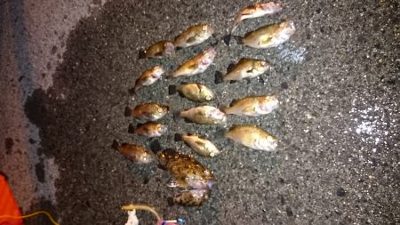 助松埠頭でのメバリングハ暖かい夜でした