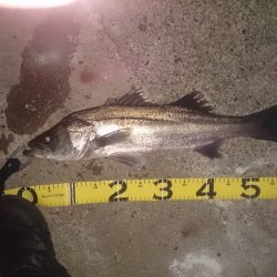 二週間ぶりに・・・