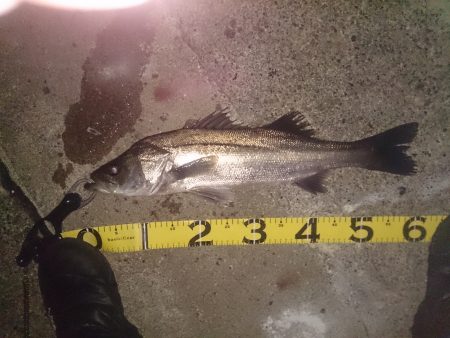 二週間ぶりに・・・