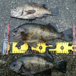 垂水一文字メバル釣果