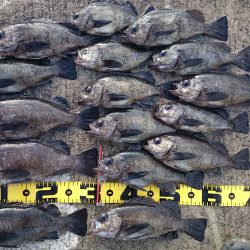 3月8日(日)垂水一文字メバル釣り