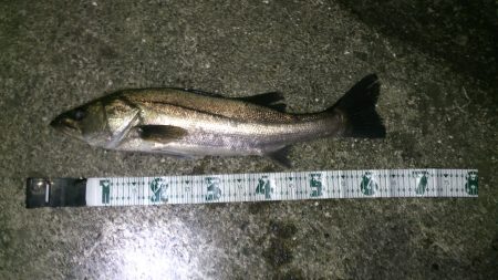 バチパターンシーバス