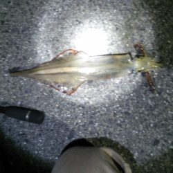 小島漁港　ワームで穴釣りからのメバリングでヤリイカ