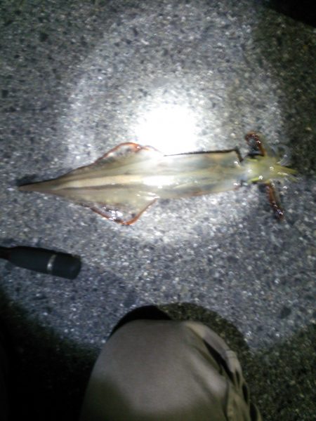 小島漁港 ワームで穴釣りからのメバリングで…