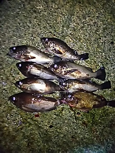 メバルの活性がやっと上がってきたようです！…