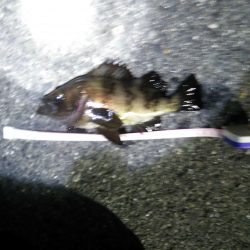 小島漁港でライトゲーム