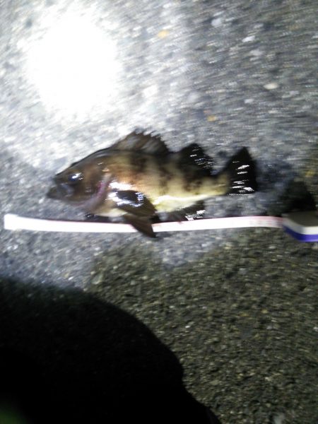 小島漁港でライトゲーム