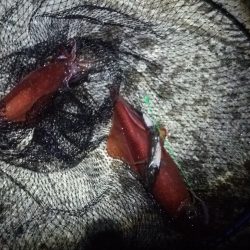 串本港で本気ヤエン。アオリ撃沈