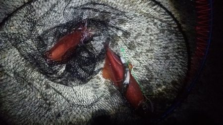 串本港で本気ヤエン。アオリ撃沈