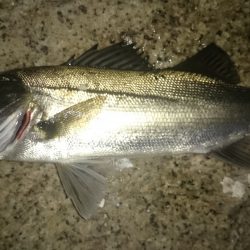 本荘人工島　メバルのはずが(^_^;)