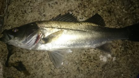 本荘人工島　メバルのはずが(^_^;)