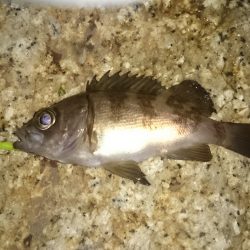 激渋メバリング(>_<)