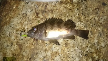 激渋メバリング(>_<)