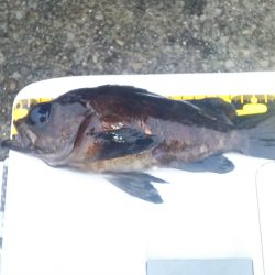 2015年　First　Fish　出ました！