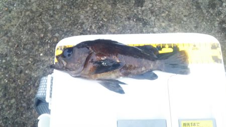 2015年　First　Fish　出ました…