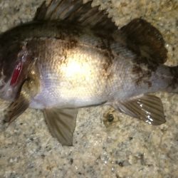 東二見人工島メバリング