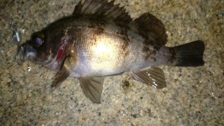 東二見人工島メバリング