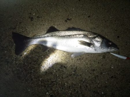 天橋立　今シーズン初シーバス