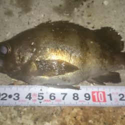 プラグに高反応(^.^)