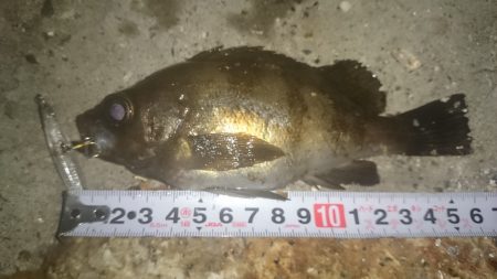 プラグに高反応(^.^)