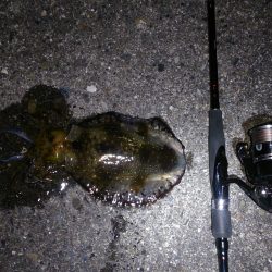 串本　今年初アオリイカ