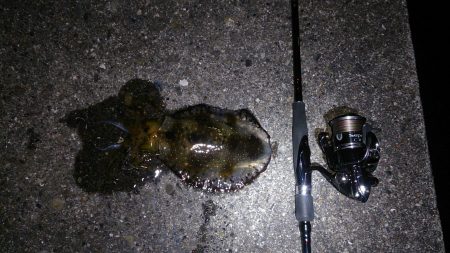 串本　今年初アオリイカ