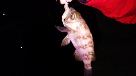 渋く当たり無い