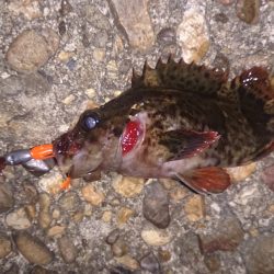 またまたメバルの気配なし