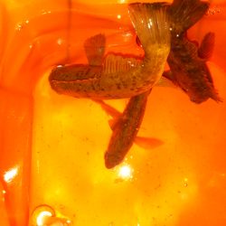 小メバルでミニっとメイク