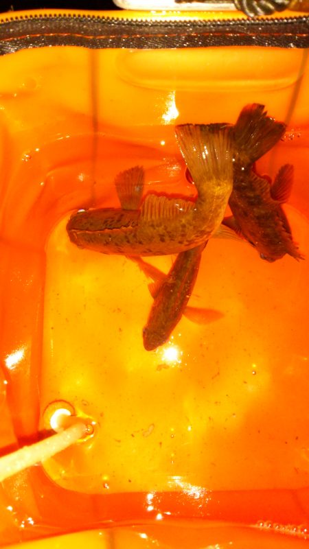 小メバルでミニっとメイク