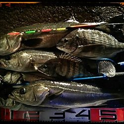 助松埠頭　エビ撒き釣り2015*3*7