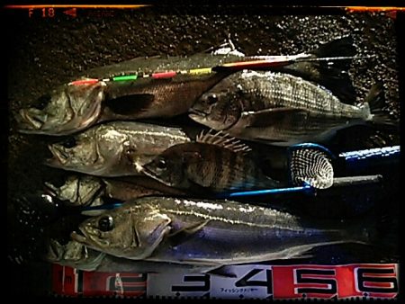 助松埠頭　エビ撒き釣り2015*3*7