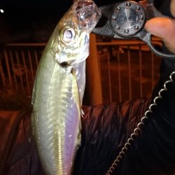 アジ元気です！