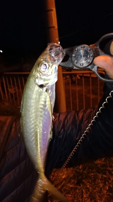 アジ元気です！