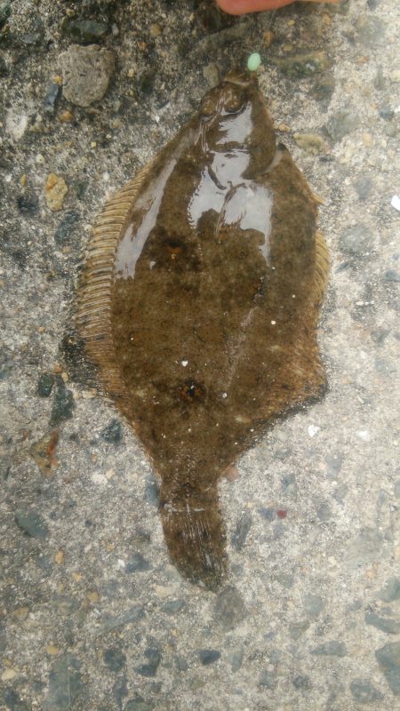 アジュール舞子～西舞子で投げカレイ　サイズ…