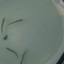 田ノ浦いわしはまだ早いがアユは好調