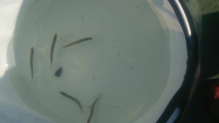 田ノ浦いわしはまだ早いがアユは好調