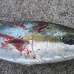 煙樹ヶ浜、ルアー釣り！