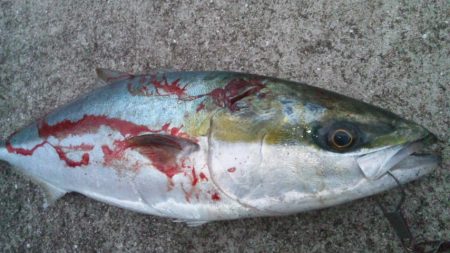 煙樹ヶ浜、ルアー釣り！