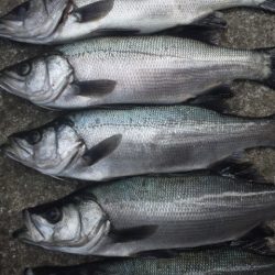 地磯からルアー釣り