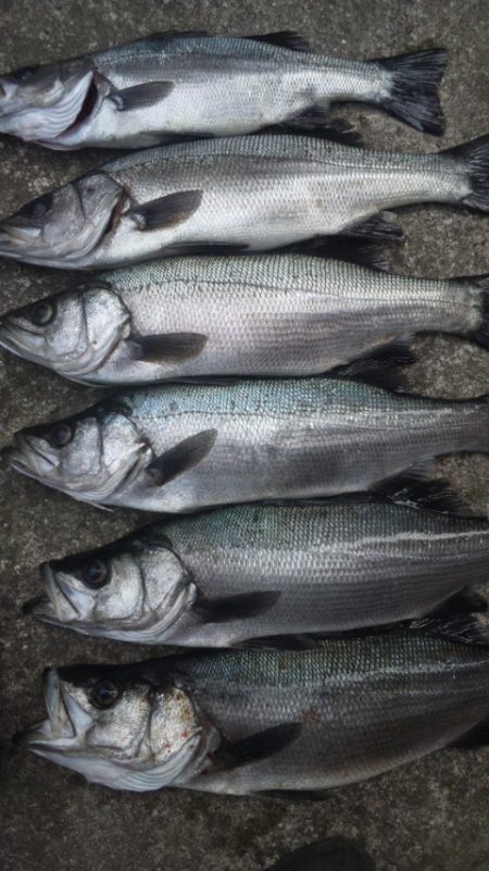 地磯からルアー釣り