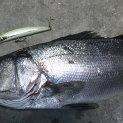 地磯にてヒラスズキ