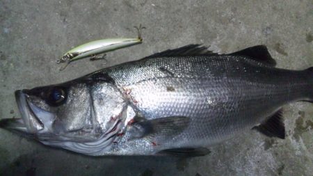 地磯にてヒラスズキ