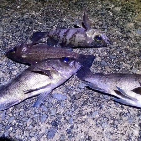 樽井漁港　メバルを求めて