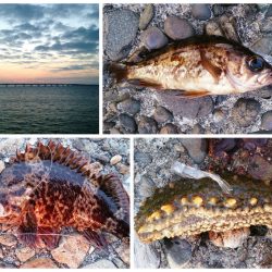 泉佐野　しぶ～～いメバリング