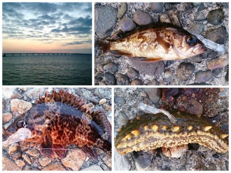 泉佐野　しぶ～～いメバリング